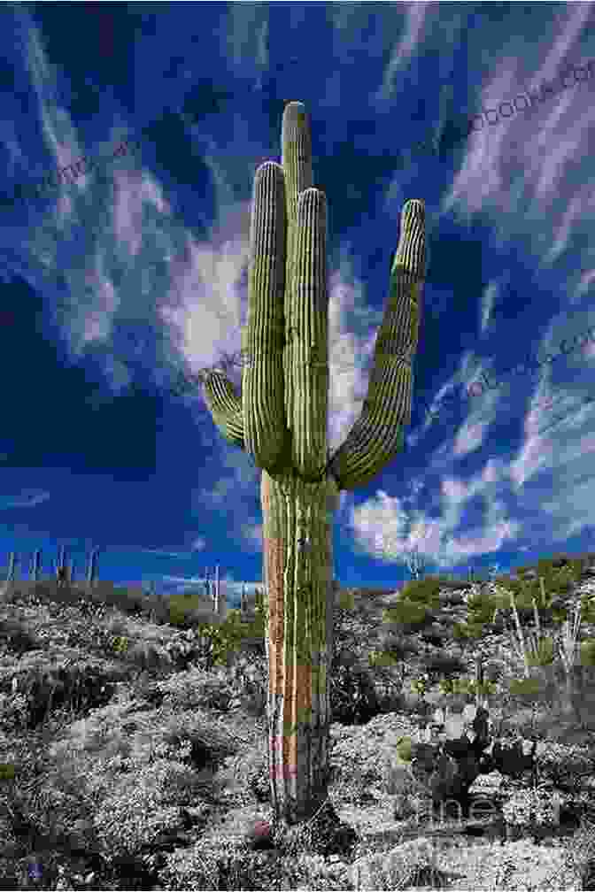 A Close Up Photograph Of A Saguaro Cactus, Revealing Its Intricate Details And Showcasing The Quality Of The Photography In 'Plants Of Arizona 2nd Falcon Guides'. Plants Of Arizona 2nd (Falcon Guides)