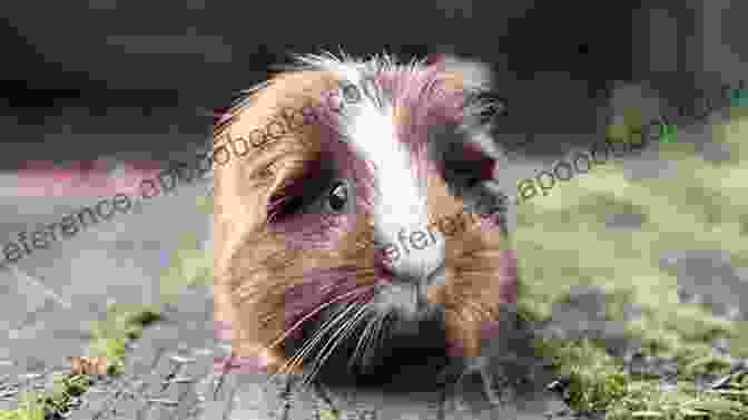 A Cute Guinea Pig Looking Up With Curious Eyes Guinea Pigs: Technologies Of Control