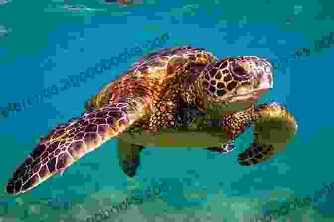 A Group Of Sea Turtles Swimming Gracefully Through The Ocean The Biology Of Sea Turtles Volume III (CRC Marine Biology Series)