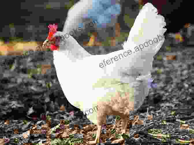 A Leghorn Hen Best Chicken Breeds: 12 Types Of Hens That Lay Lots Of Eggs Make Good Pets And Fit In Small Yards (Booklet)