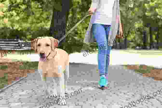 A Man And His Dog Walking Together In A Park, Symbolizing The Strong Bond Between Them When Man Meets Dog: What A Difference A Dog Makes