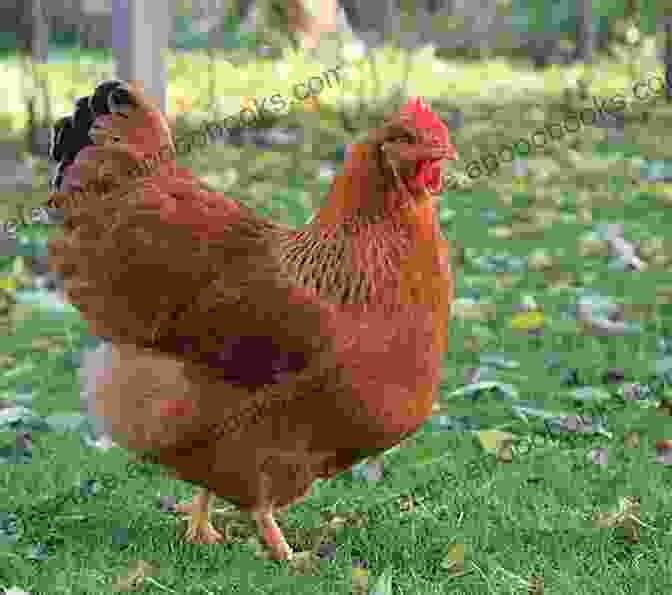 A New Hampshire Red Hen Best Chicken Breeds: 12 Types Of Hens That Lay Lots Of Eggs Make Good Pets And Fit In Small Yards (Booklet)