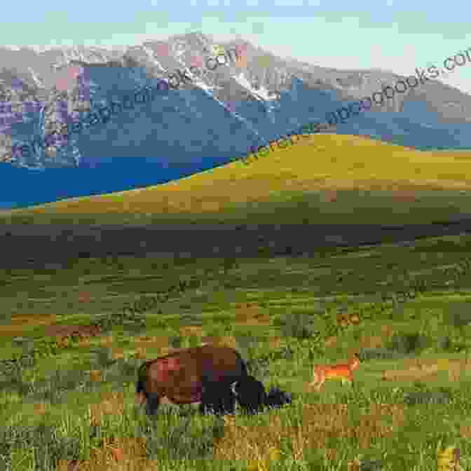 A Panoramic View Of Sunny Ridge, Montana, Showcasing Its Rolling Hills, Verdant Meadows, And Majestic Mountains Much Ado About Josie: Sunny Ridge Montana 2