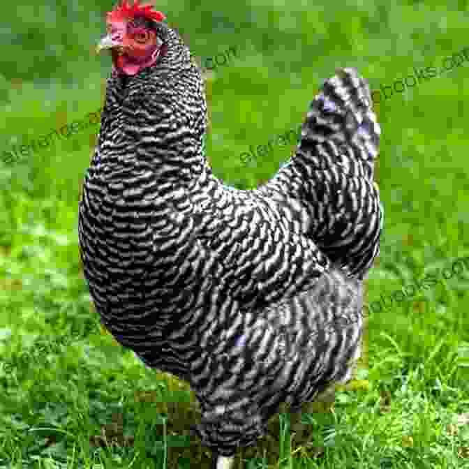 A Plymouth Rock Hen Best Chicken Breeds: 12 Types Of Hens That Lay Lots Of Eggs Make Good Pets And Fit In Small Yards (Booklet)