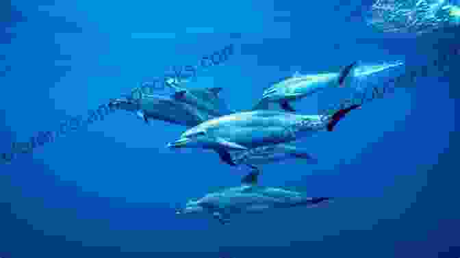 A Pod Of Dolphins Swimming In The Ocean DOLPHINS AND WHALES Following My Passion