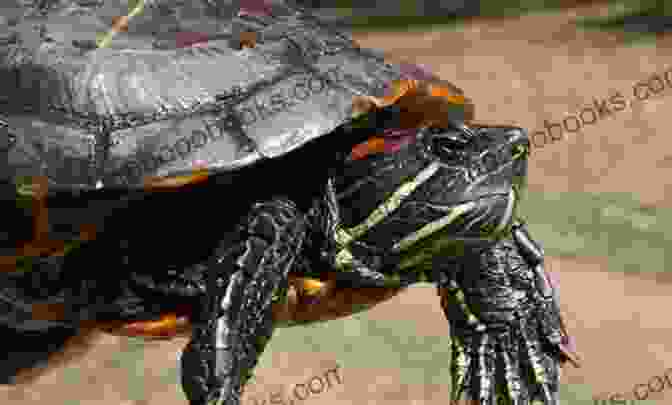 A Red Eared Slider Turtle Exploring Its Surroundings, Showcasing Its Inquisitive Nature Red Eared Slider Turtle : Red Eared Slider Turtle Care Behavior Diet Interacting Costs And Health Care