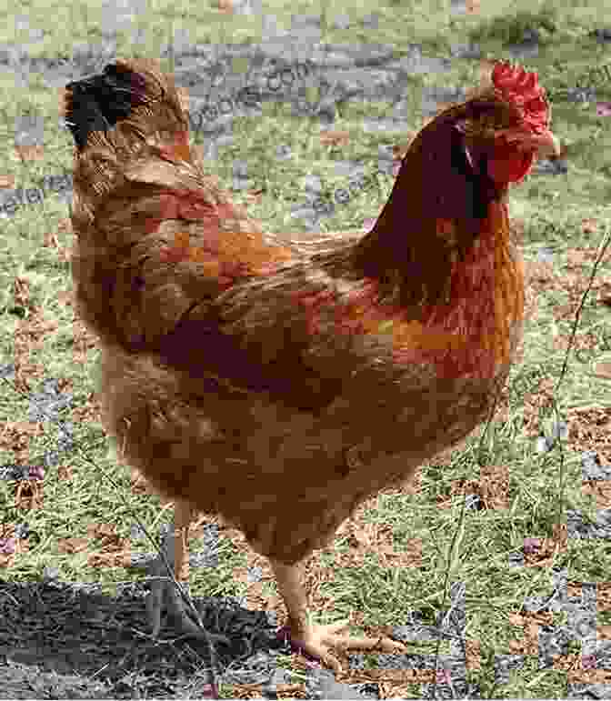 A Rhode Island Red Hen Best Chicken Breeds: 12 Types Of Hens That Lay Lots Of Eggs Make Good Pets And Fit In Small Yards (Booklet)