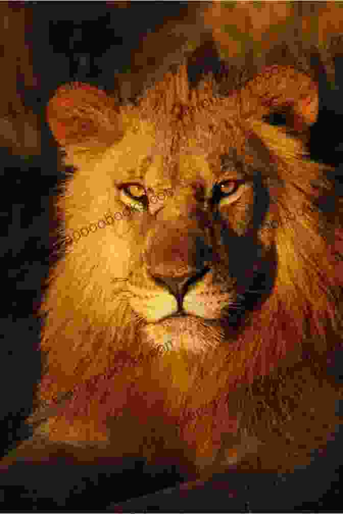 A Stunning Photograph Of A Lion In The African Savanna National 5 Geography Success Guide: Revise For SQA Exams (Leckie N5 Revision)