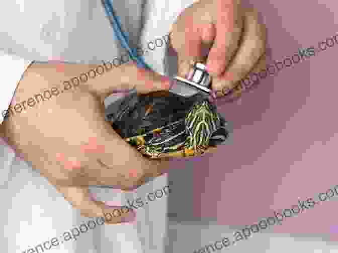 A Veterinarian Examining A Red Eared Slider Turtle, Emphasizing The Importance Of Preventive Health Care Red Eared Slider Turtle : Red Eared Slider Turtle Care Behavior Diet Interacting Costs And Health Care