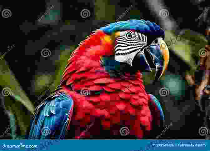 A Vibrant Parrot With Colorful Plumage, Showcasing The Intricate Patterns And Hues Of Its Feathers. Catalogue D Oiseaux Aaron Tucker