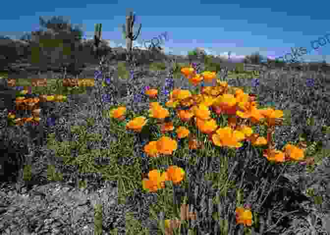 A Vibrant Photograph Of Wildflowers Blooming In An Arizona Meadow, Showcasing The Diversity Of The State's Flora. Plants Of Arizona 2nd (Falcon Guides)