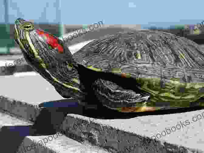 A Vibrant Red Eared Slider Turtle Basking Under The Sun Red Eared Slider Turtle : Red Eared Slider Turtle Care Behavior Diet Interacting Costs And Health Care