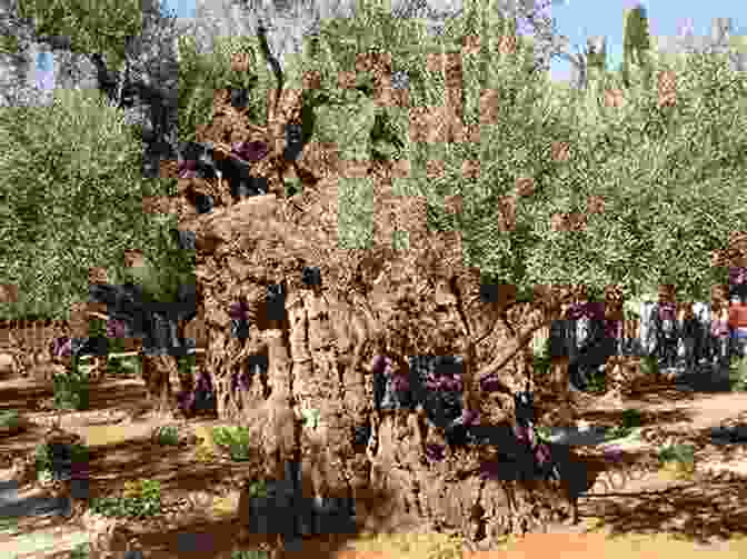 An Ancient Olive Tree On Alonnisos, Gnarled And Twisted With Age Alonnisos Through The Souls Of Your Feet: A Walking Field Guide To Alonnisos And The Surrounding Islands Of The Marine Park