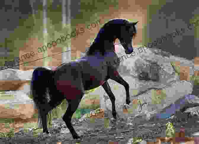 Arabian Horse Training Requires Understanding Their Unique Psychology Arabian Horse Training For Arabian Horses By Saddle UP Horse Training Are You Ready To Saddle Up? Easy Training * Fast Results Arabian Horse