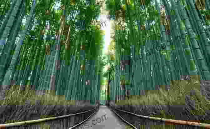 Arashiyama Bamboo Grove, Kyoto Kannushisan Ga Oshietekureru Kyoto No Jinja Best Five Japanese English Bilingual Edition (Japanese Edition)