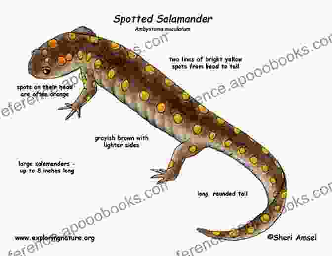 Biology And Anatomy Of Newts And Salamanders Newts And Salamanders (Complete Herp Care)