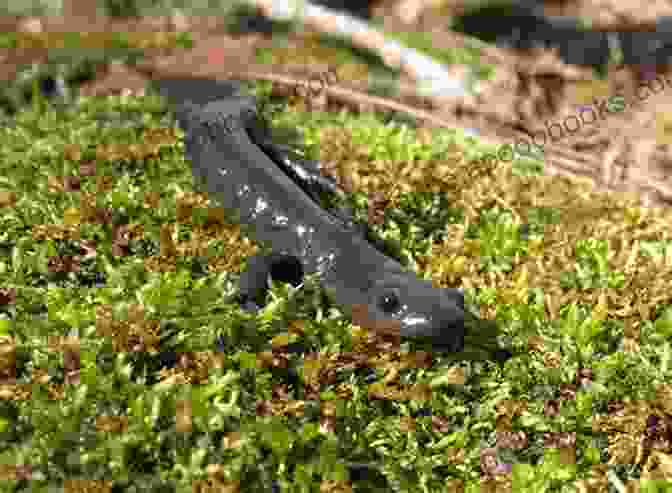 Breeding Newts And Salamanders Newts And Salamanders (Complete Herp Care)