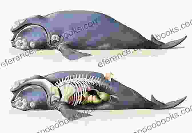 Detailed Diagram Of Beaked Whale Anatomy, Showcasing Their Streamlined Body, Powerful Echolocation System, And Unique Beak. Beaked Whales Catherine Cowles