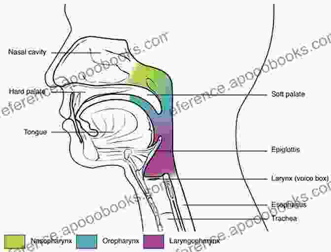 Diagram Of The Vocal Tract, Highlighting The Larynx, Vocal Folds, Pharynx, Oral Cavity, And Nasal Passages. Caruso S Method Of Voice Production: The Scientific Culture Of The Voice