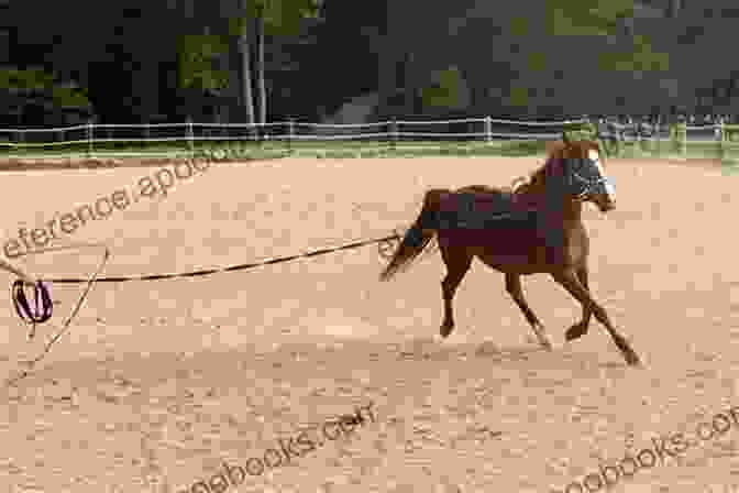 Groundwork Training Establishes A Respectful Relationship With Your Arabian Horse Arabian Horse Training For Arabian Horses By Saddle UP Horse Training Are You Ready To Saddle Up? Easy Training * Fast Results Arabian Horse