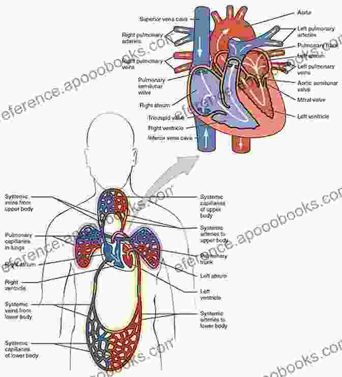 Labeled Illustration Of The Cardiovascular System Layers Of Anatomy: Labeled Illustrations Of The Systems In The Human Body