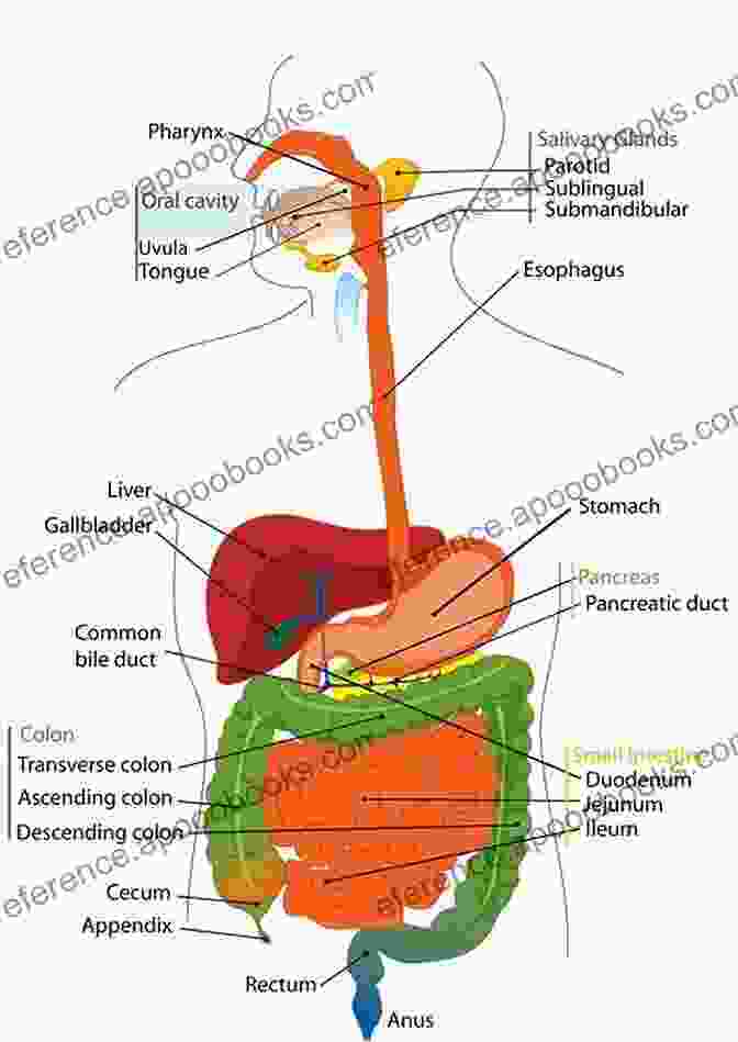 Labeled Illustration Of The Digestive System Layers Of Anatomy: Labeled Illustrations Of The Systems In The Human Body