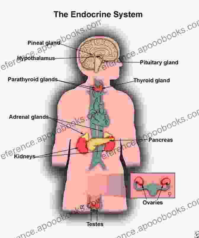 Labeled Illustration Of The Endocrine System Layers Of Anatomy: Labeled Illustrations Of The Systems In The Human Body