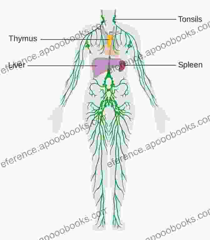 Labeled Illustration Of The Lymphatic System Layers Of Anatomy: Labeled Illustrations Of The Systems In The Human Body