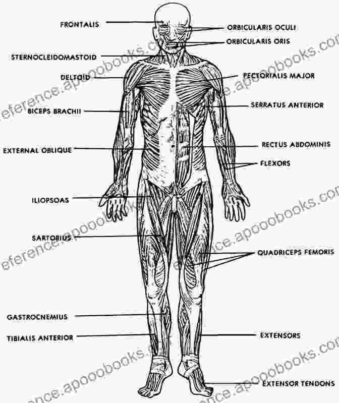 Labeled Illustration Of The Muscular System Layers Of Anatomy: Labeled Illustrations Of The Systems In The Human Body