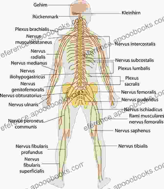 Labeled Illustration Of The Nervous System Layers Of Anatomy: Labeled Illustrations Of The Systems In The Human Body