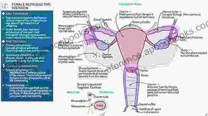 Labeled Illustration Of The Reproductive System Layers Of Anatomy: Labeled Illustrations Of The Systems In The Human Body