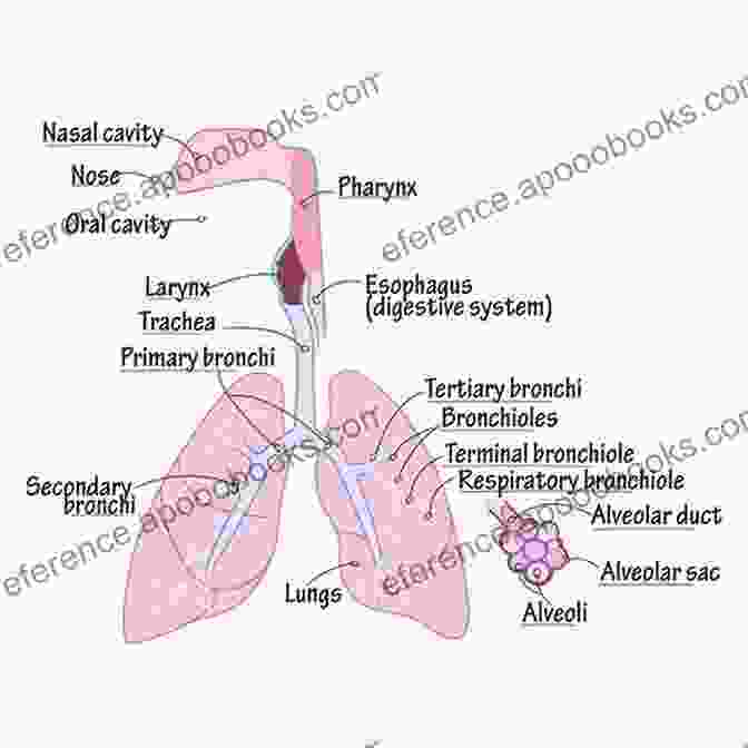 Labeled Illustration Of The Respiratory System Layers Of Anatomy: Labeled Illustrations Of The Systems In The Human Body