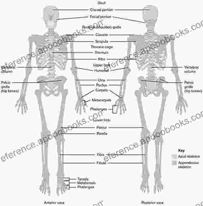 Labeled Illustration Of The Skeletal System Layers Of Anatomy: Labeled Illustrations Of The Systems In The Human Body