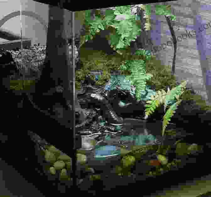 Setting Up A Newt Or Salamander Enclosure Newts And Salamanders (Complete Herp Care)