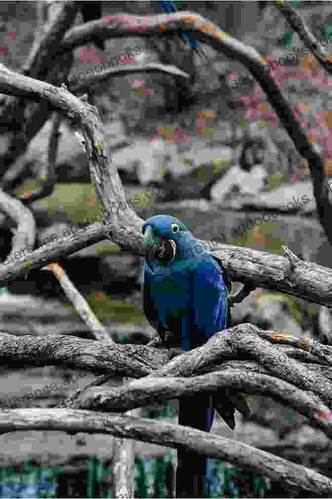 Stunning Hyacinth Macaw Perched On A Branch Hyacinth Macaws As Pets Hyacinth Macaw Hyacinth Macaws Pros And Cons Housing Care Health And Diet