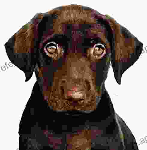 Chocolate Lab Puppy Cross Stitch Pattern: Printable Labrador Dog PDF Pattern 2 Kinds of Charts DMC Floss