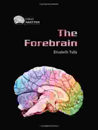 The Forebrain (Gray Matter) Elizabeth Tully